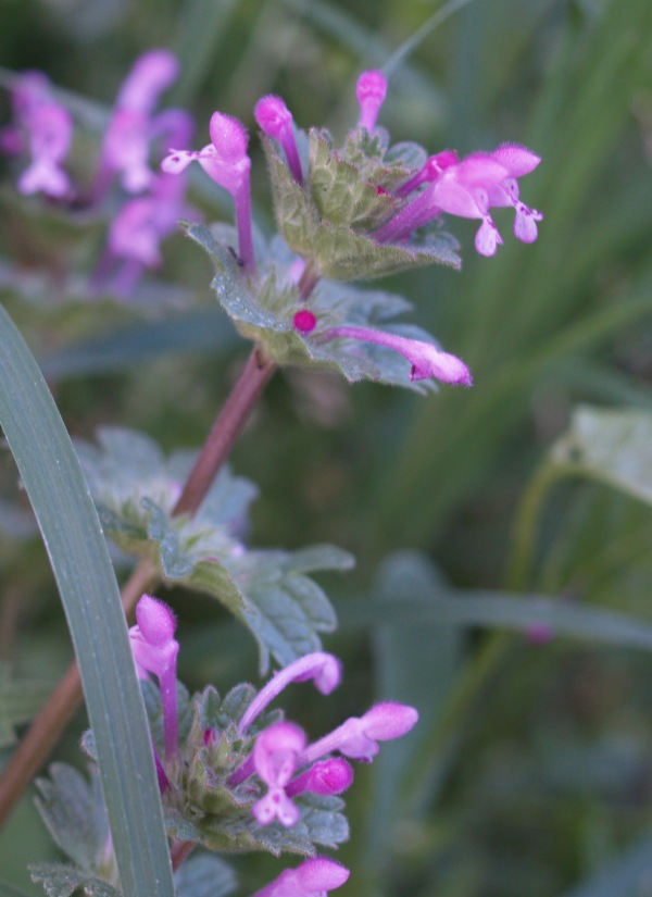 Lamium amplexicaule